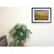 Bloomfield Road Stadium Fine Art Print - Blackpool FC